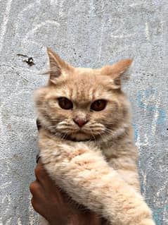 Persian KItten / Trple Coated / Persian Punch face KItten For Sale