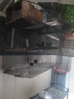 rabbits farming cages
