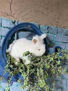 English Angora Female | California Angora Male Pair