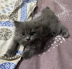 Cat/kitten