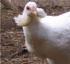 Araucana