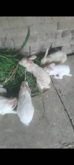 White Rabbit Red Eye,s