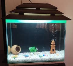 fish aquarium