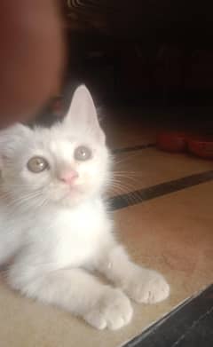 Persian