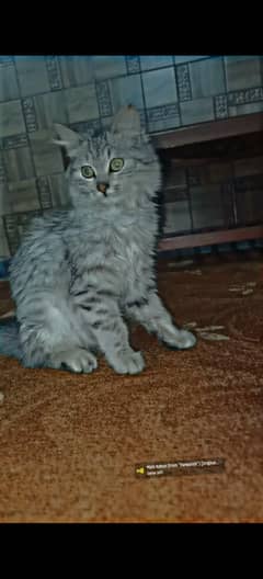 person cat 2 months