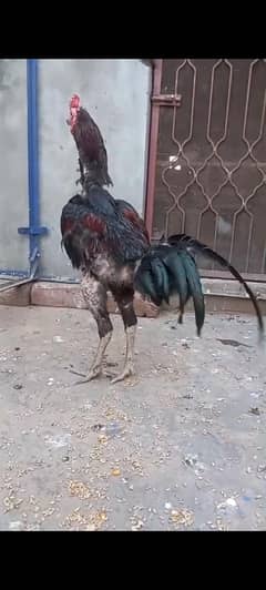 Pure burmi chicks    available 03126612828