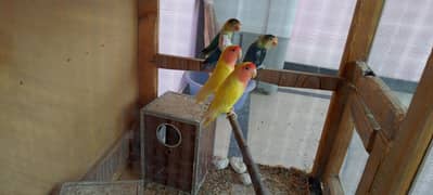 love birds with Dna or cage for sale very reasonable price.