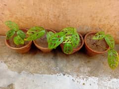 beautiful money plant