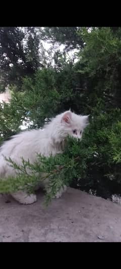 female Persian cat