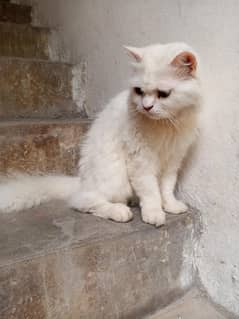 white Persian cat female
