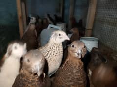 Breeder Batairs For sale