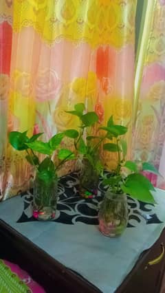 money plants with glass jar with stone  very beautiful 