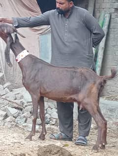 Nagra Gabn bakri sale