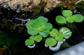 plants