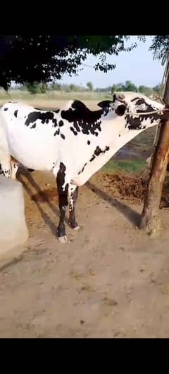 khara