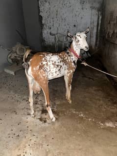 tedda makhi cheeni bakra