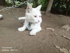 cat for sale