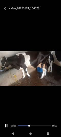 8 months pregnant cow  Frisian