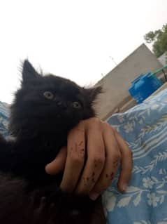 Persian