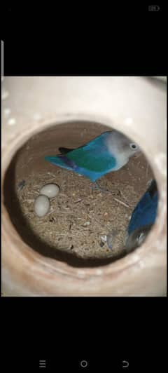 fisher, blue fisher