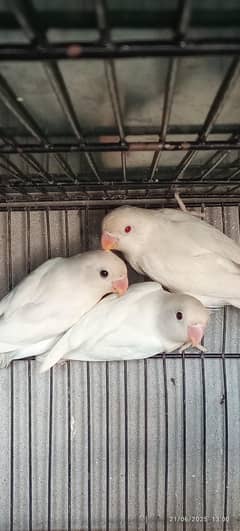 birds03060609798
