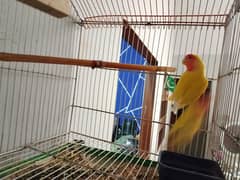 parrots