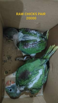 RAW CHICKS PAIR FOR SALE