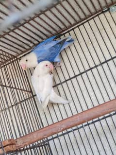 Love Bird Setup For Sale