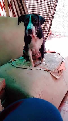 very loving and guard activ