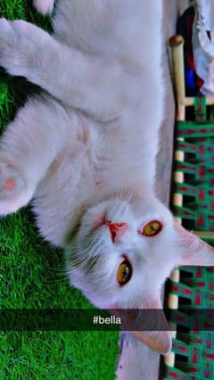 Persian