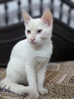 Persian kitten