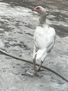 for