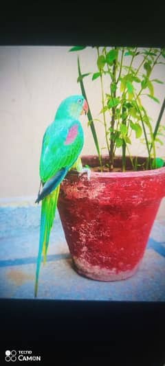 Raw parrot hand tamed urgent sale