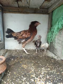 Aseel murgi with 3 chicks