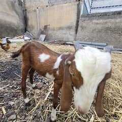 4 goats. 1 male (red) 3 females