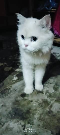 cat  b