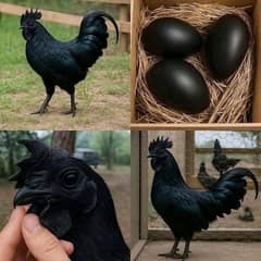 100% pure  ayaam cemani for sale,0.314. 40.10. 519.