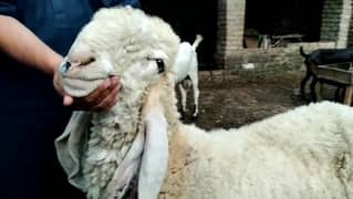 Heavy weight pure breeder kajla.