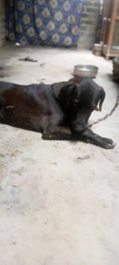 Labrablack