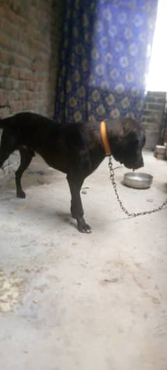 Labrablack
