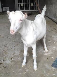 Gulabi