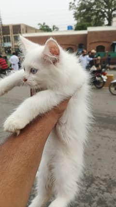 Persian Kittens