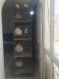 Birds