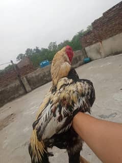 Aseel Sindhi Cross