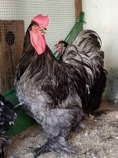 Fancy hens chicks / Aseel murge / parrot beak / golden buff / shamo