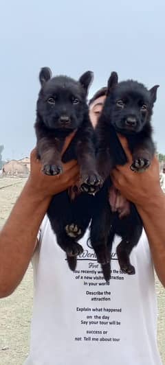German shepherd long Full Active friendly