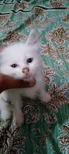 Persian kitten