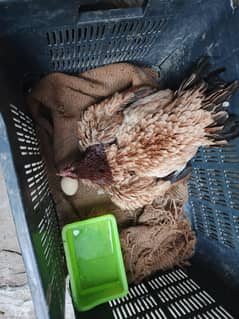pure aseel kurak hen and aseel pair of breeder