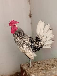 Fancy hens chicks / Golden white buff / Turkey chicks / Aseel shamo
