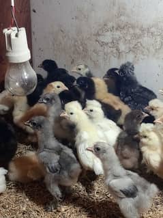 Fancy hens chicks / Golden white buff / Turkey chicks / Aseel shamo